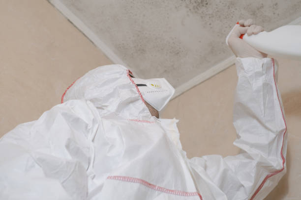 Best Attic Mold Removal  in Quartzsite, AZ