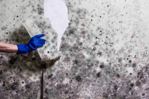Best Certified Mold Removal  in Quartzsite, AZ