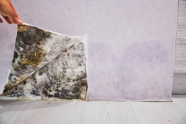 Best Residential Mold Removal  in Quartzsite, AZ